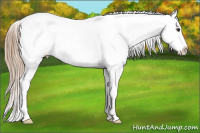 Horse Color:Chestnut Splash Snowcap 