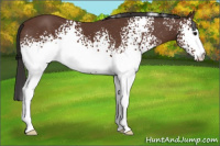 Horse Color:White Spotted Bay 