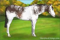 Horse Color:White Spotted Brown 