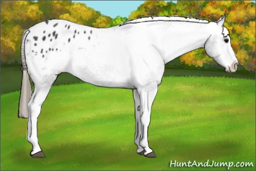 Horse Color: Buckskin Sabino Blanket 
