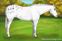Horse Color:Buckskin Sabino Blanket 