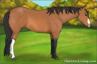Horse Color:Bay 