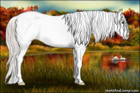 Horse Color:Silver Bay Dun Splash Appaloosa 