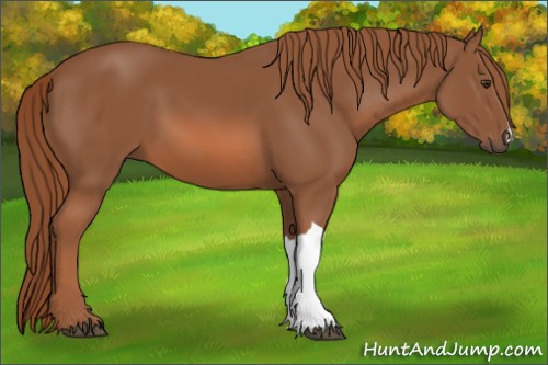 Horse Color: Chestnut 