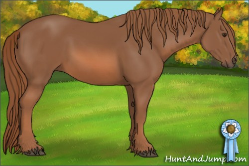 Horse Color: Chestnut Frame 