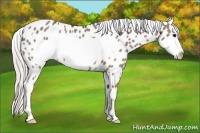 Horse Color:Silver Grullo Frame Appaloosa Rabicano