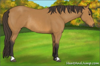 Horse Color:Buckskin Rabicano