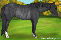 Horse Color:Black Rabicano 