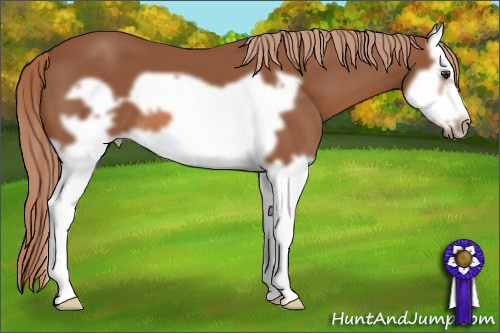 Horse Color: Liver Chestnut Splash Frame 