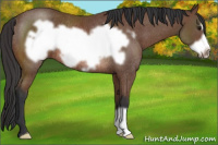 Horse Color:Bay Frame Rabicano 