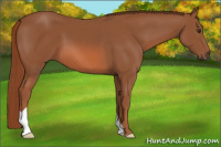 Horse Color:Chestnut 