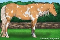 Horse Color:White Spotted Chocolate Palomino 