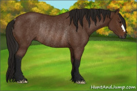 Horse Color:Gray Bay Rabicano