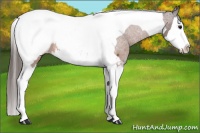 Horse Color:Bay Splash Tobiano Snowcap 