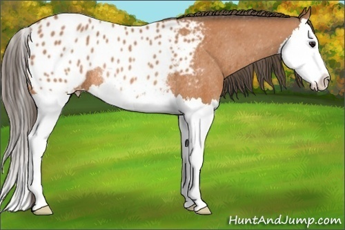 Horse Color: Bay Splash Blanket Rabicano 