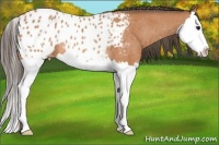 Horse Color:Bay Splash Appaloosa Rabicano 