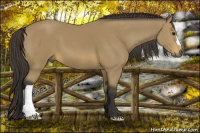 Horse Color:Buckskin 