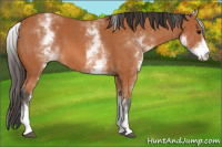 Horse Color:White Spotted Bay 