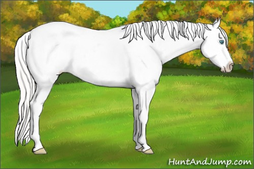 Horse Color:White Spotted Cremello Roan Splash Appaloosa 