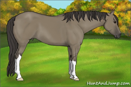 Horse Color: Smoky Grullo 