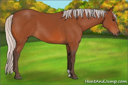 Horse Color: Silver Bay 