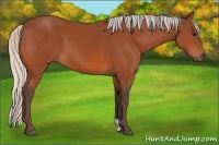 Horse Color:Silver Bay 