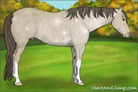Horse Color:Classic Cream Champagne
