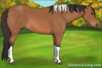 Horse Color:Bay Tobiano 