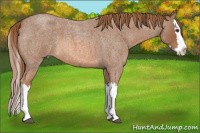 Horse Color:Red Roan Splash 