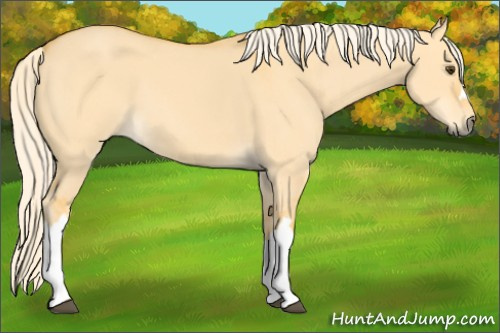 Horse Color: Palomino Dun 