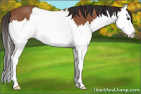 Horse Color:Bay Splash 
