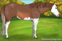 Horse Color:Chestnut Splash
