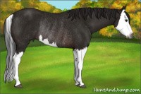 Horse Color:Gray Bay Splash Rabicano