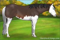 Horse Color:Brown Splash