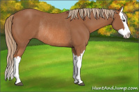 Horse Color:Chestnut Splash Rabicano 