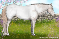 Horse Color:White Spotted Chestnut Frame Appaloosa 