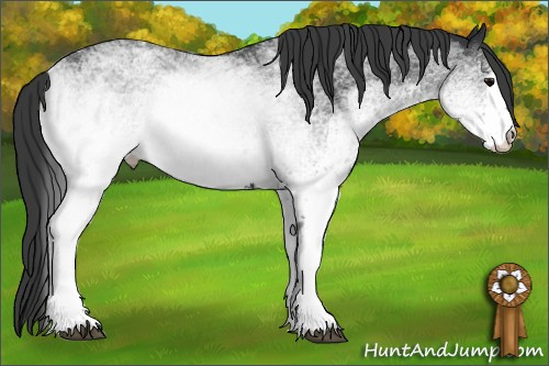 Horse Color: White Spotted Black 