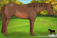 Horse Color:Liver Chestnut 