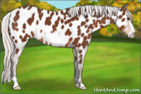 Horse Color:Silver Brown Frame Appaloosa