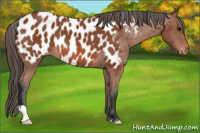 Horse Color:Bay Appaloosa 