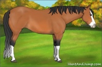 Horse Color:Bay Splash 