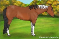Horse Color:Bay Tobiano 