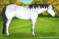 Horse Color:White Spotted Black Ice Rabicano 
