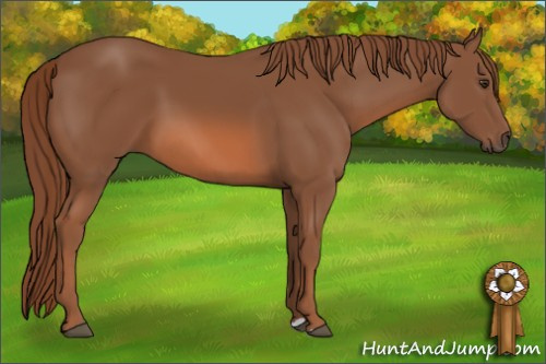 Horse Color: Liver Chestnut 