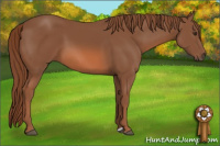 Horse Color:Liver Chestnut 