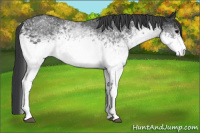 Horse Color:White Spotted Black Rabicano 