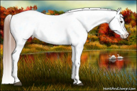 Horse Color:Red Dun Splash Appaloosa 