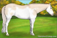 Horse Color:Silver Classic Champagne Dun Splash Frame 