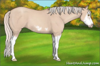 Horse Color:Silver Classic Champagne Dun Splash Frame 