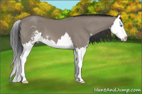 Horse Color:Brown Dun Sabino Splash